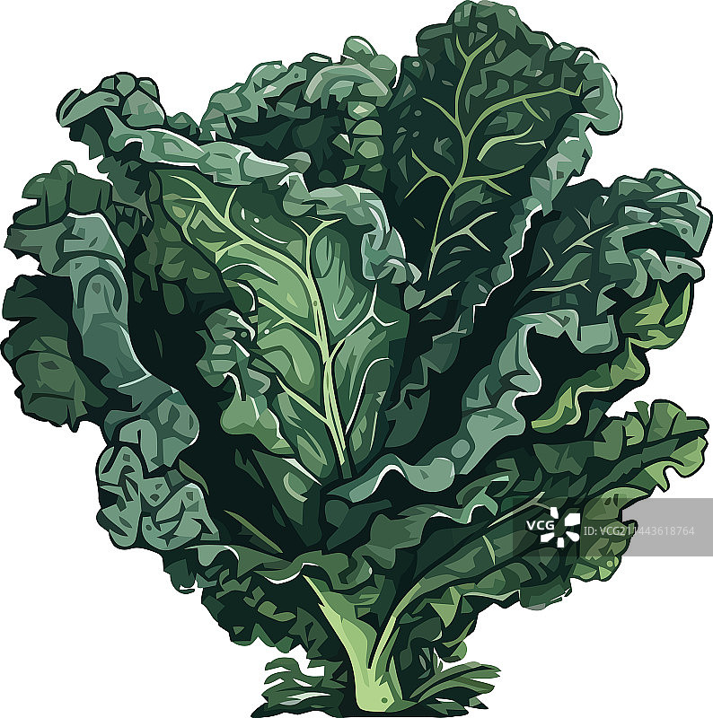 新鲜羽衣甘蓝健康素食沙拉图片素材