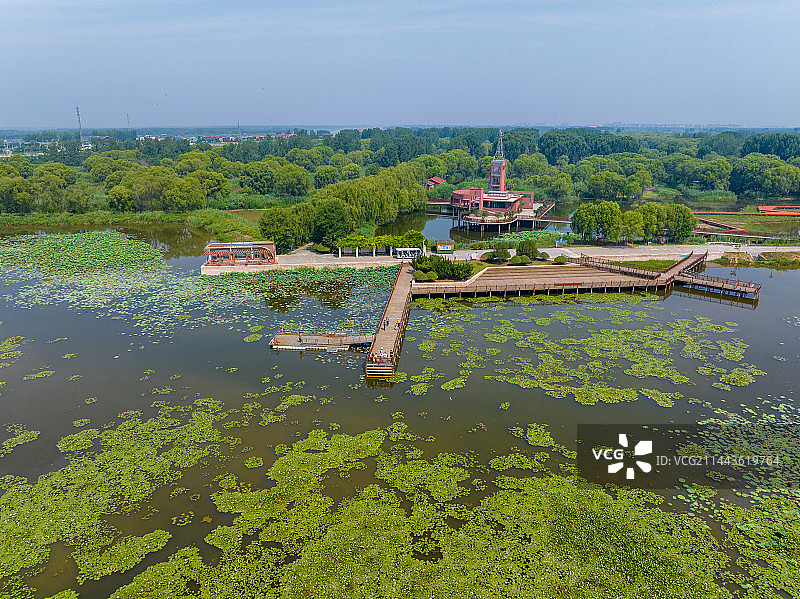 枣庄滕州微山湖红荷湿地公园图片素材