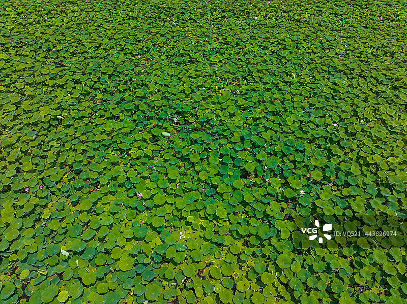 济宁微山湖微山岛图片素材