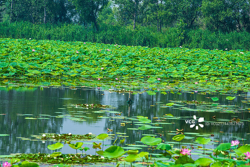 济南微山湖湿地图片素材