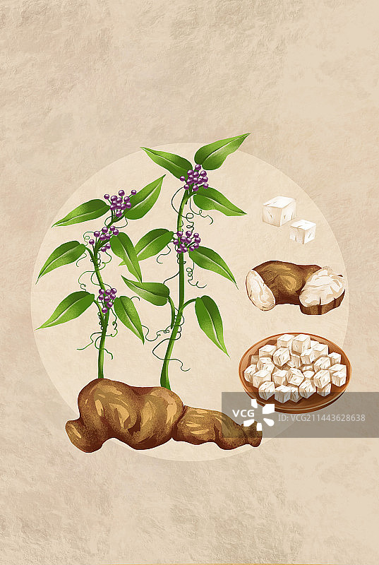 中国传统文化中草药药材之 茯苓图片素材