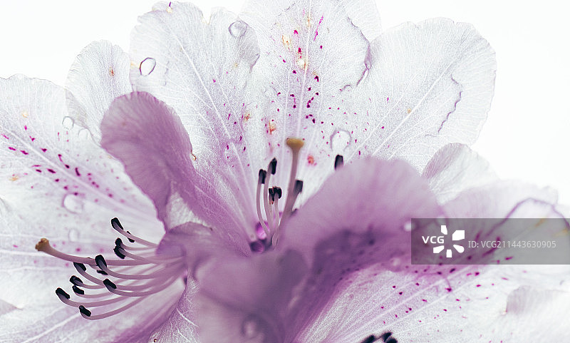 高山杜鹃图片素材