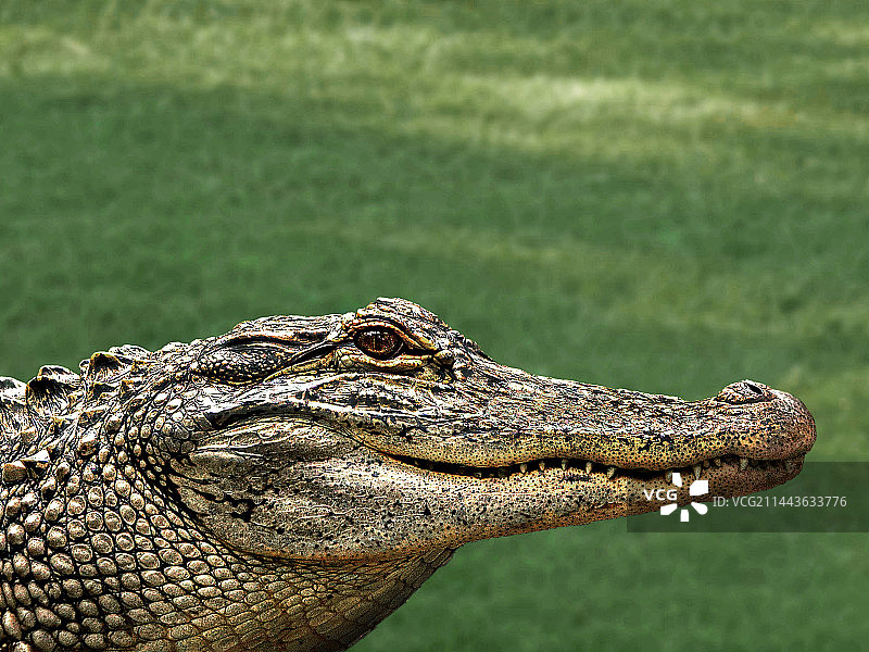 被用于奢侈品的鳄鱼图片素材