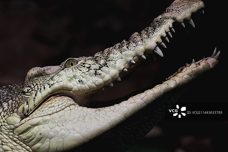 被用于奢侈品的鳄鱼图片素材