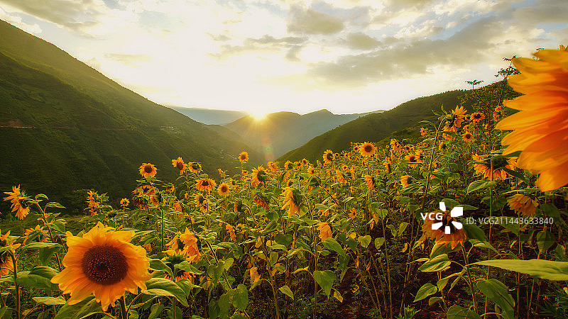 向日葵在草地上的特写镜头图片素材
