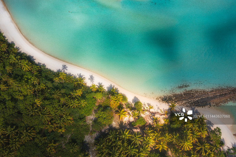 热带海岛上的椰林图片素材