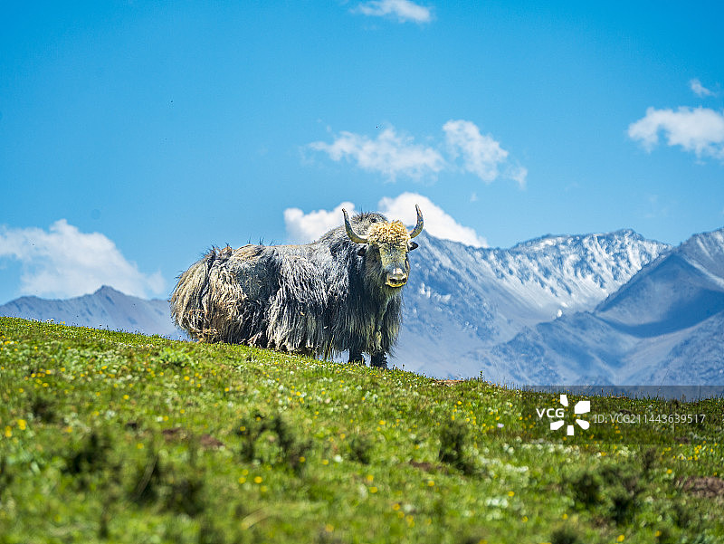 祁连山草原上的野牦牛图片素材