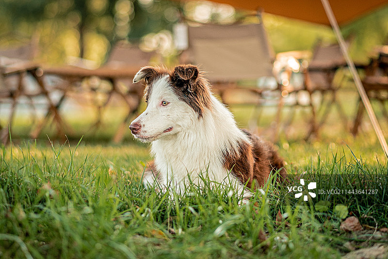 眺望远方的边牧图片素材