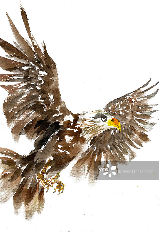 翱翔的雄鹰图片素材