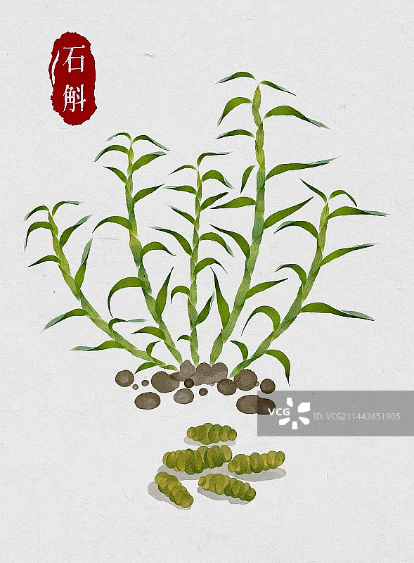 铁皮石斛-中医中药材系列-水彩图片素材
