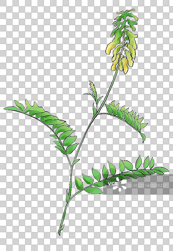 黄芪图片素材