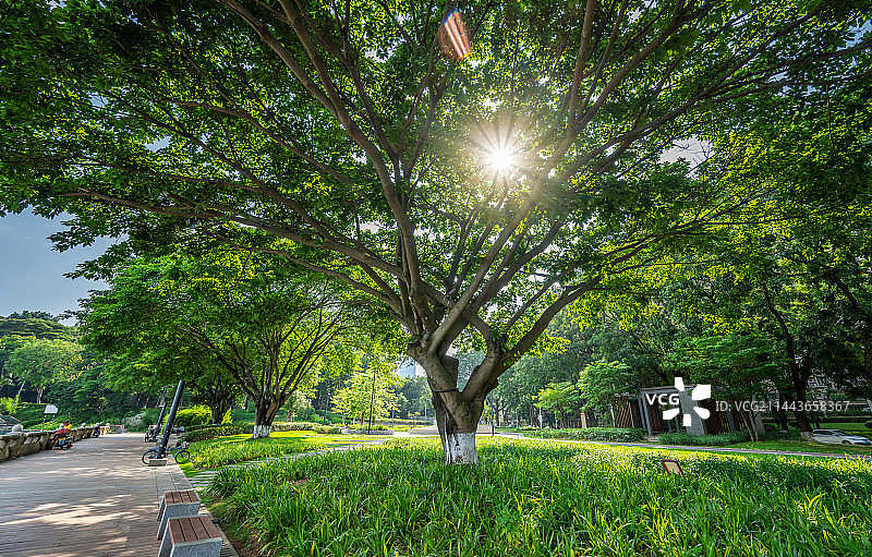 中国广州增城区沿江公园绿化带大榕树图片素材