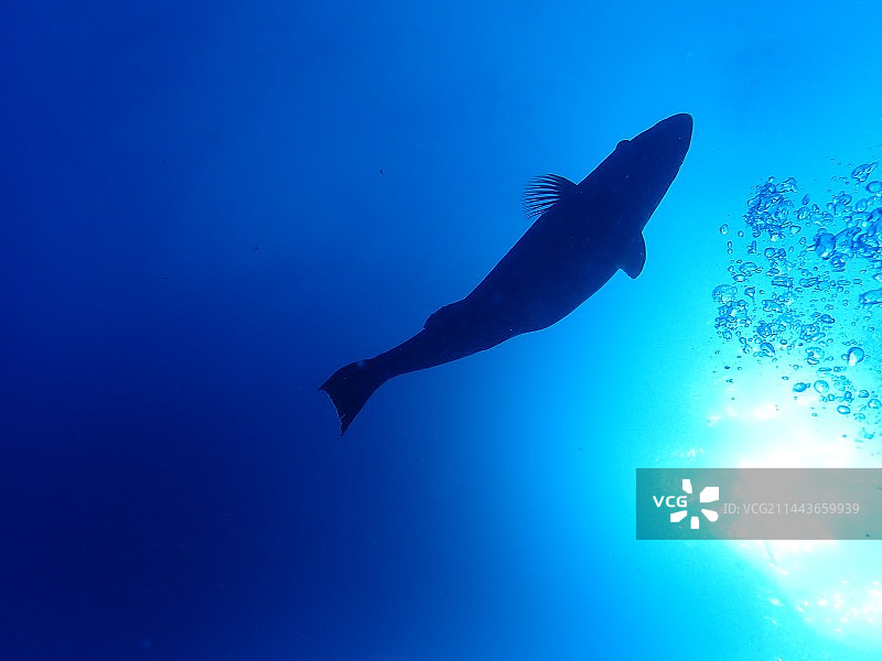 鱼在海里游泳的低角度视图图片素材