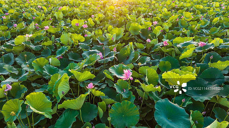 夏天杭州西湖早晨的荷叶与荷花图片素材