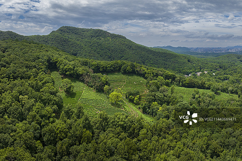 杭州西湖名胜风景区龙井茶园图片素材