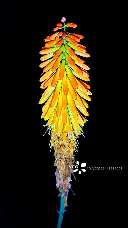 夏夜火炬图片素材