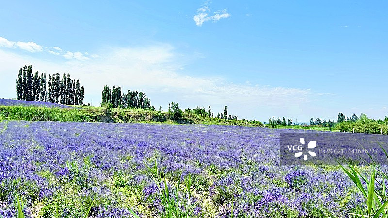 霍城薰衣草图片素材