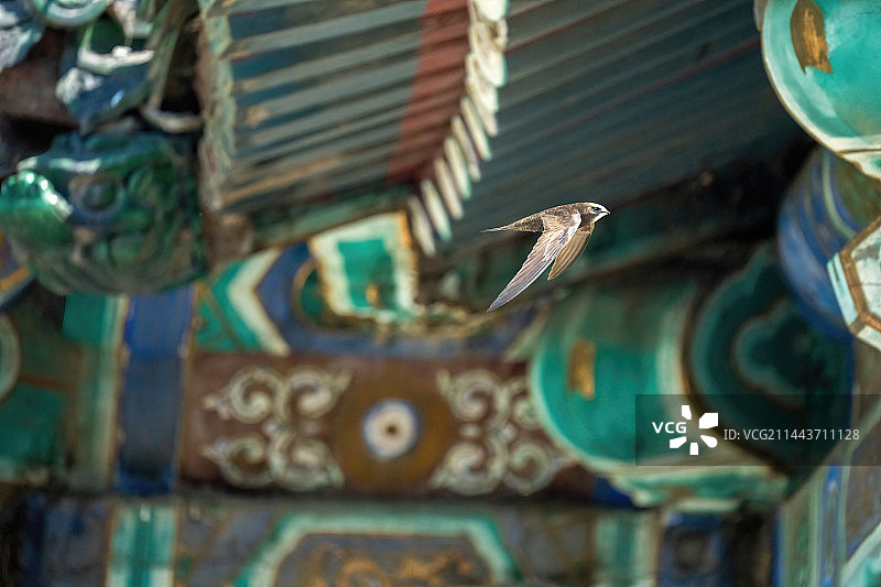 颐和园景明楼飞翔的北京雨燕图片素材