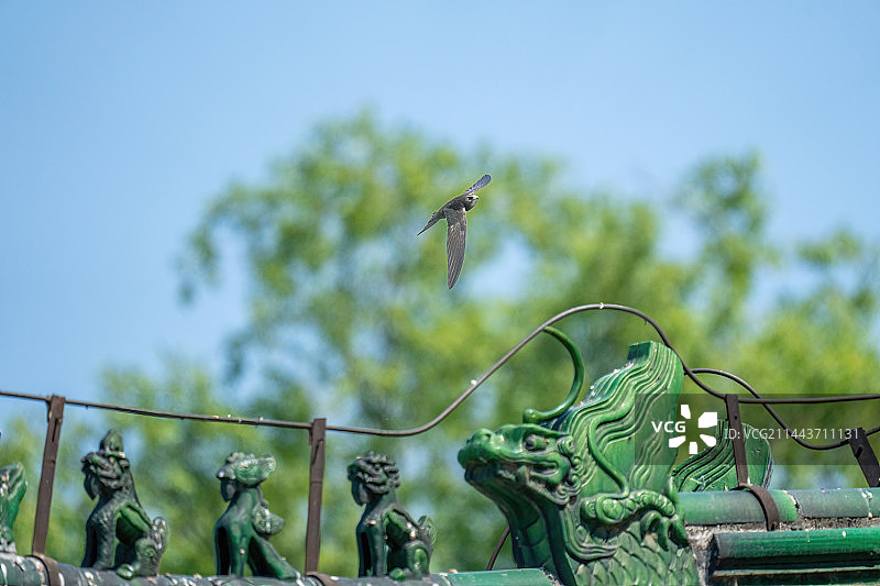 颐和园景明楼飞翔的北京雨燕图片素材