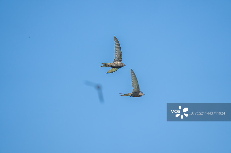 飞翔的北京雨燕图片素材