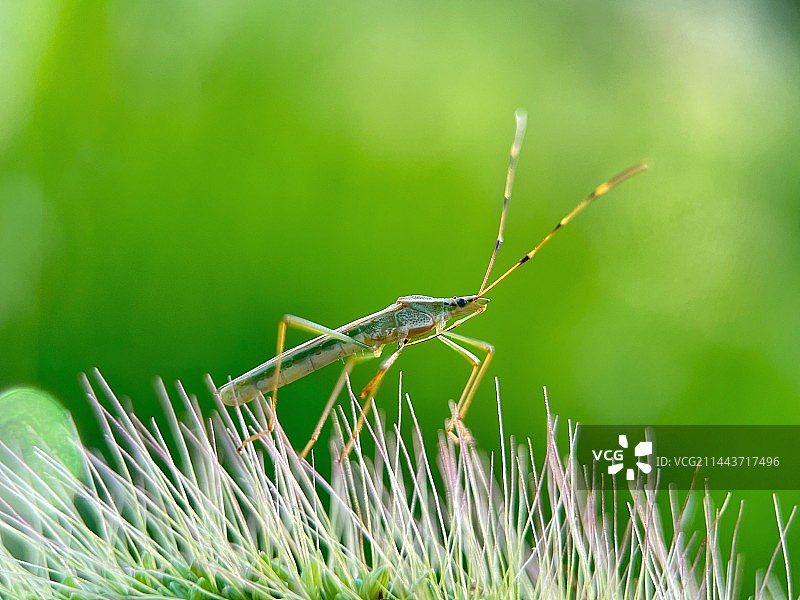 行走在尖尖之上的蝽图片素材