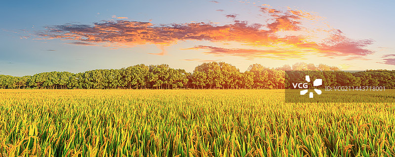 农田里成熟的水稻自然景观图片素材