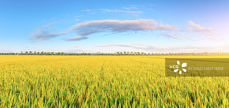 农田里成熟的水稻自然景观图片素材