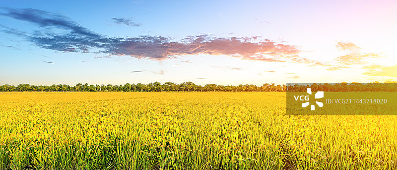农田里成熟的水稻自然景观图片素材