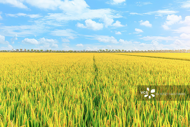 田地里成熟的水稻自然风光图片素材