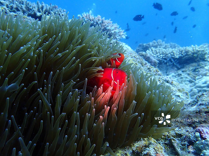 海洋中珊瑚的特写镜头图片素材