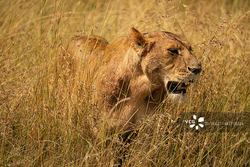 隐匿的狩猎者图片素材