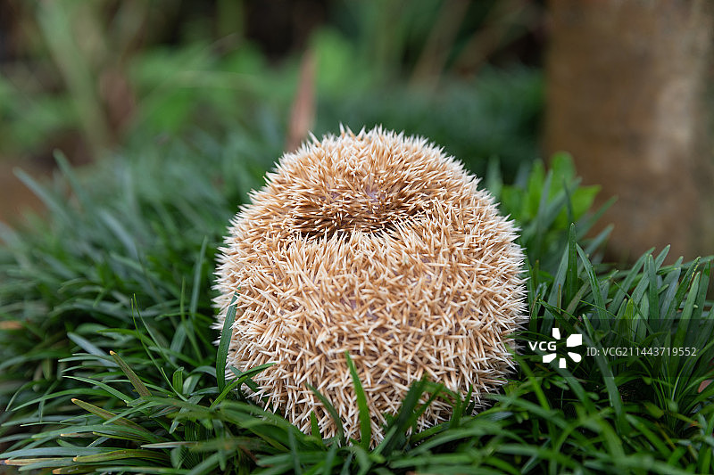 刺猬图片素材