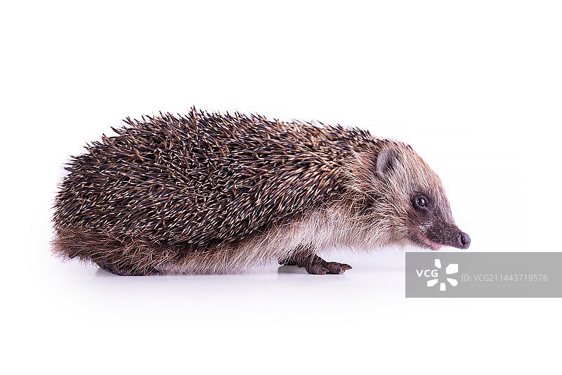 刺猬图片素材