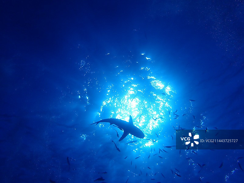 鱼在海里游泳的低角度视图图片素材