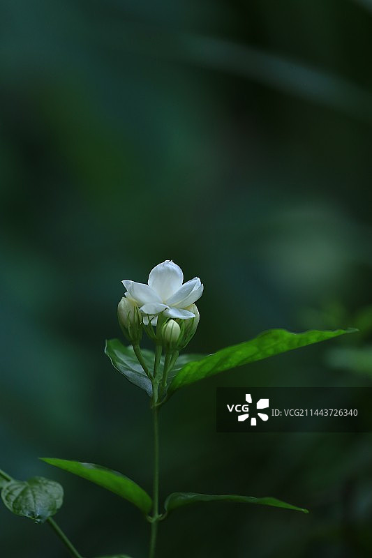 茉莉花图片素材