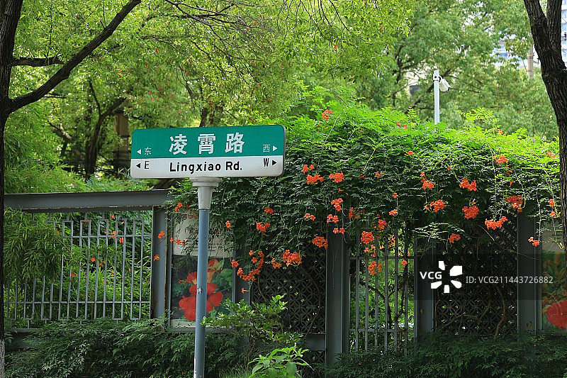 凌霄花图片素材