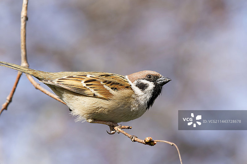 落在枝头上的麻雀图片素材