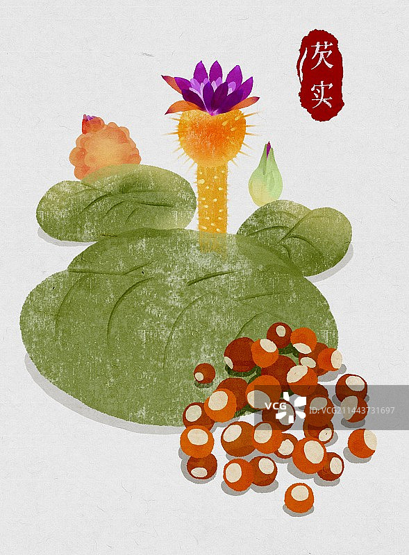 芡实-中医中药材系列-水彩图片素材
