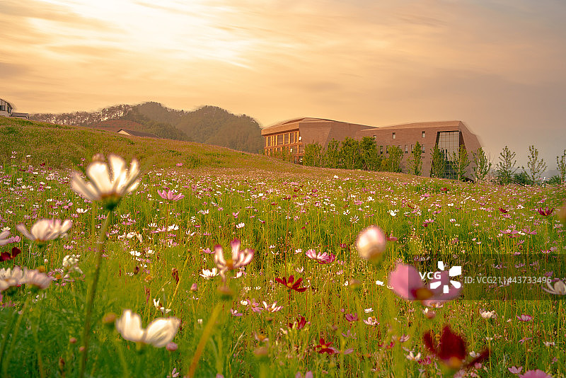 夕阳下田野开花植物的景观图片素材