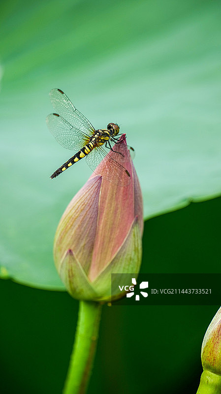 小荷才露尖尖角，早有蜻蜓立上头图片素材