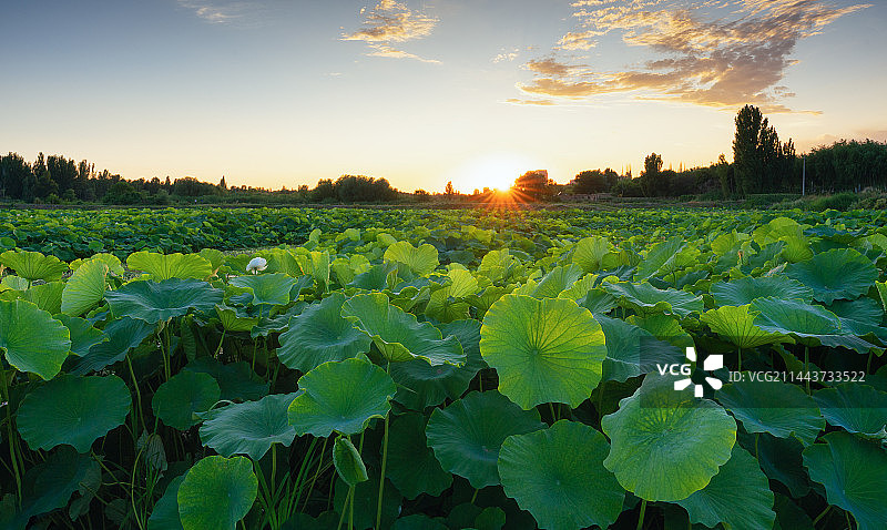 夏天荷塘日出图片素材