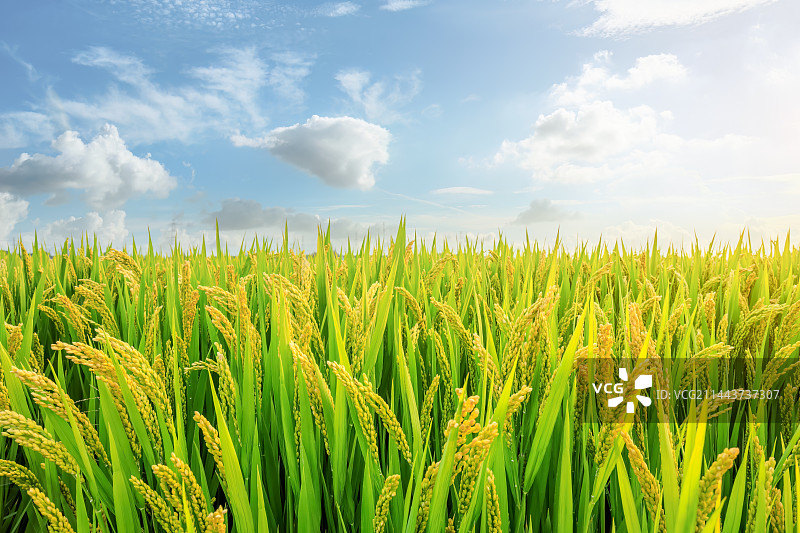 田地里成熟的水稻自然风光图片素材