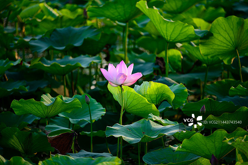 上海嘉定远香湖荷花图片素材
