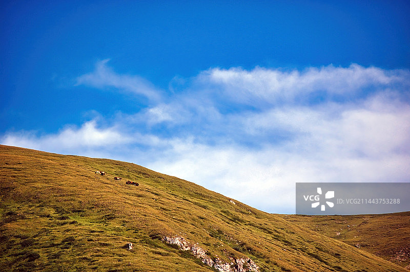 秋天新疆美丽的黄色的高山草甸图片素材