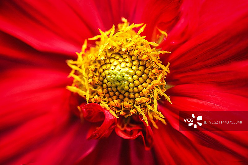 一朵美丽的红色花朵的花心图片素材