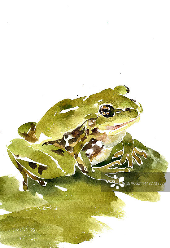 叶子上的青蛙图片素材