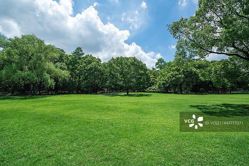 春天的草坪树林图片素材