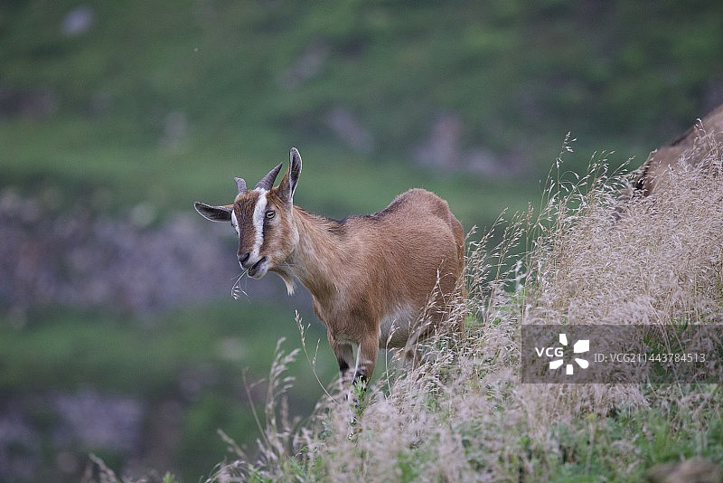野山羊图片素材