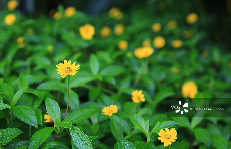 蟛蜞菊（路边菊）图片素材
