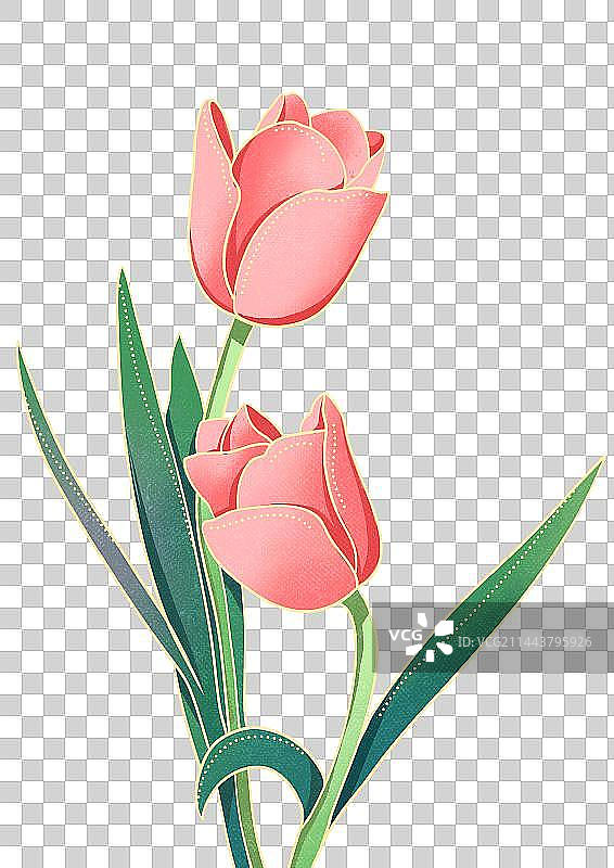 国风郁金香植物花朵插画元素图片素材